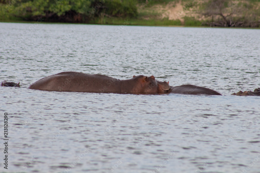 Fototapeta premium Hippo with in water