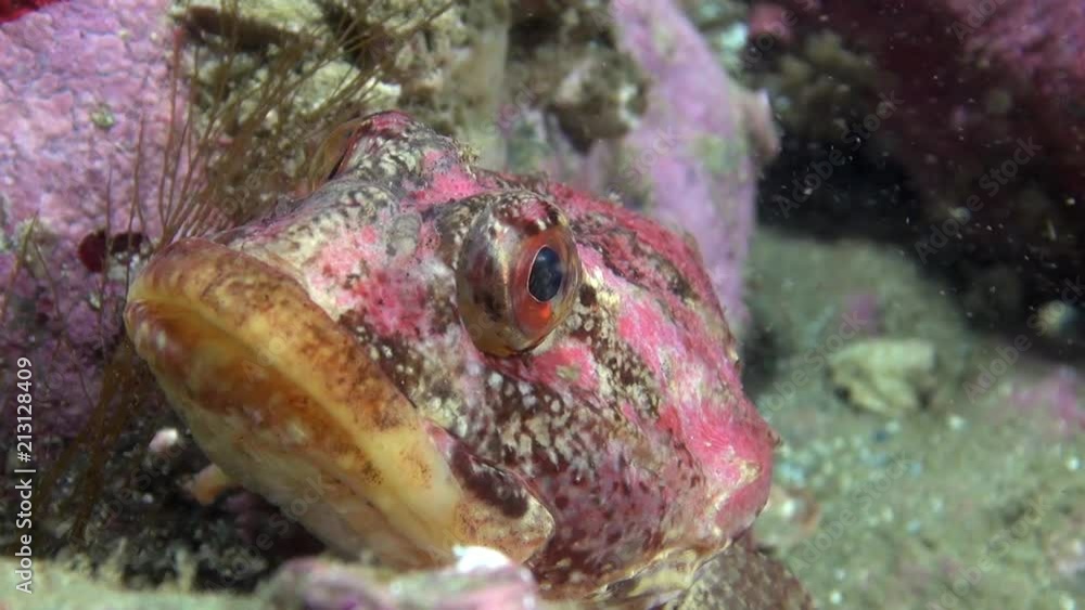 Exotic spotted red fish underwater on seabed of Barents Sea. Diving on background of blue lagoon and wildlife in Arctic ocean. Exotic spotted red fish underwater on seabed of Barents Sea. Diving on background of blue lagoon and wildlife in Arctic ocean.
