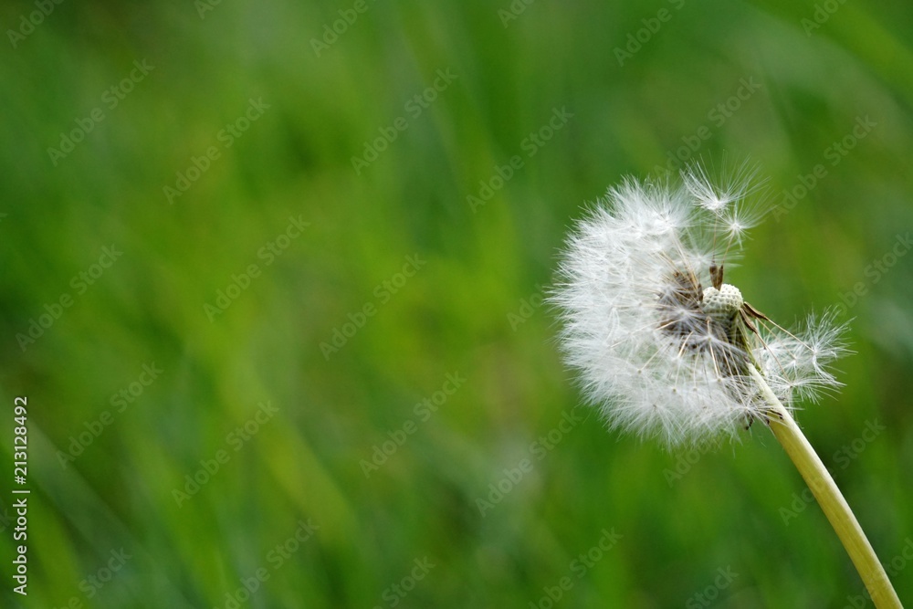 Flower Seeds