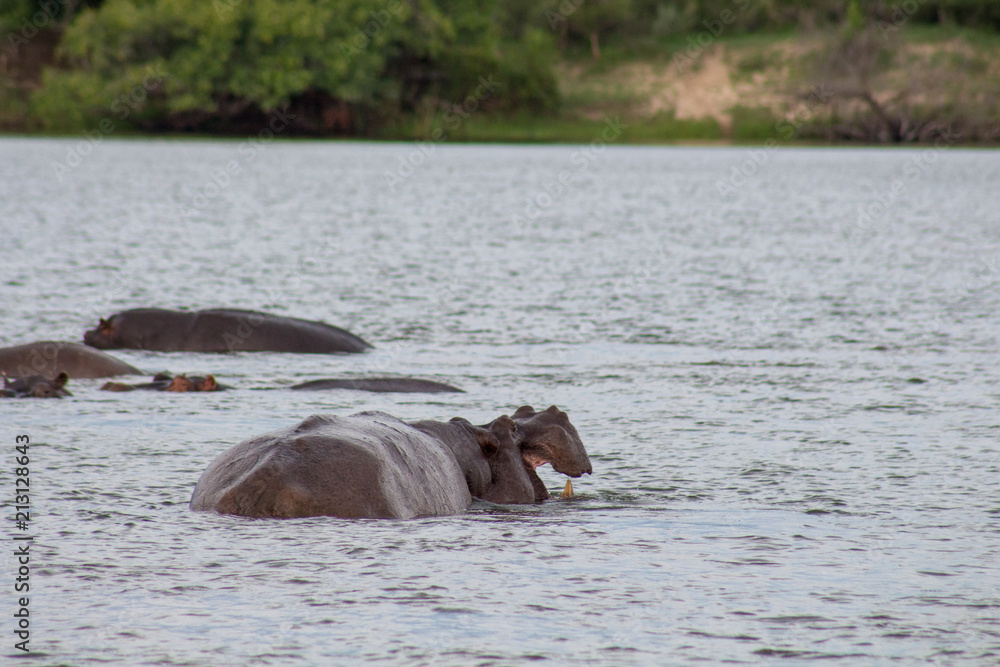 Fototapeta premium Hippo with in water