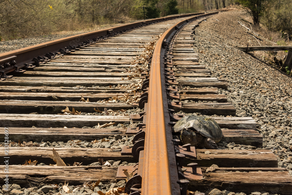 Fototapeta premium A Snapping Turtle desperately trying to cross train tracks to nest on the other side.