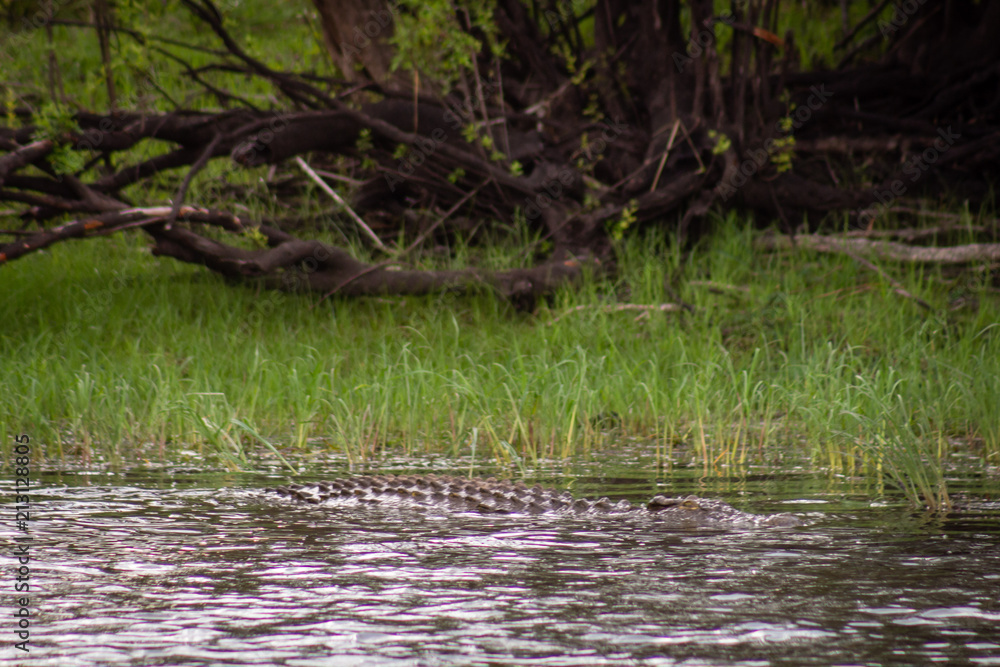 Fototapeta premium Crocodile in water