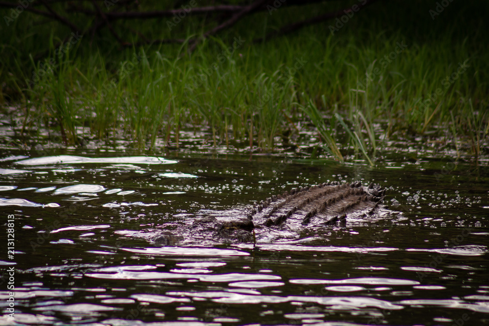 Obraz premium Crocodile in water
