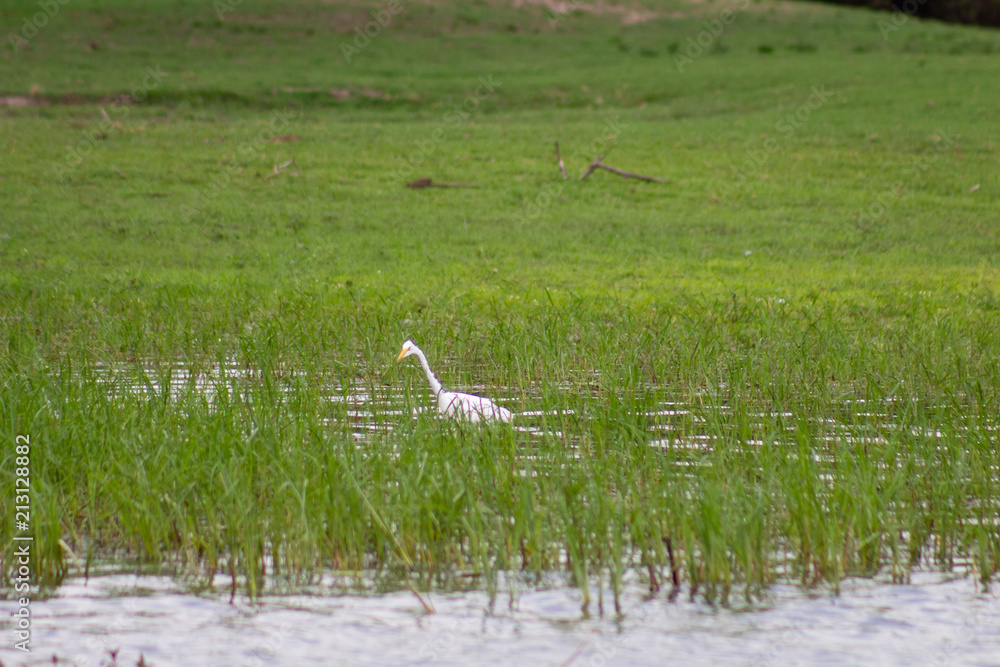 Fototapeta premium Bird in water