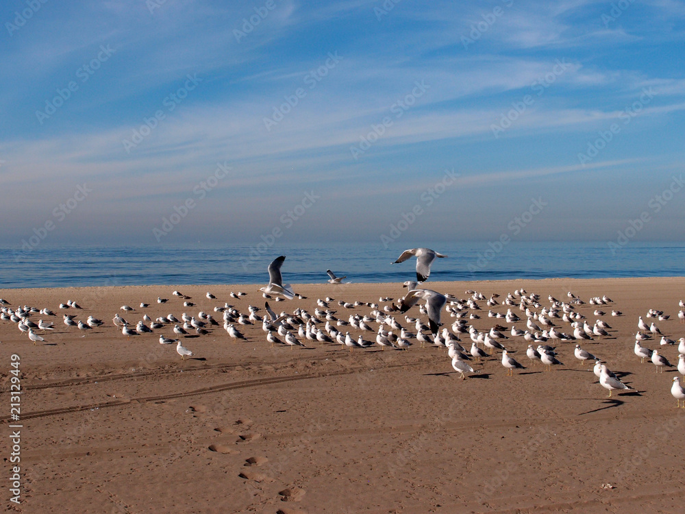 Flock of Western sea gulls rest on the beach with a couple of them flying in the air Flock of Western sea gulls rest on the beach with a couple of them flying in the air