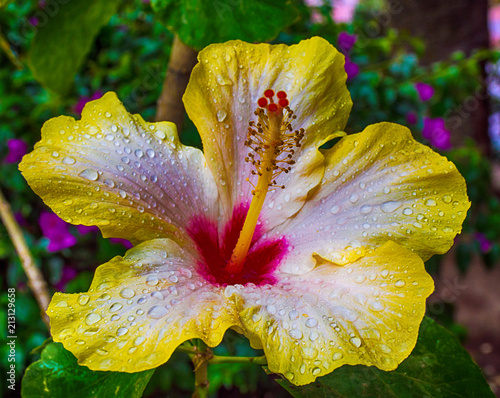 Fiore bicolore