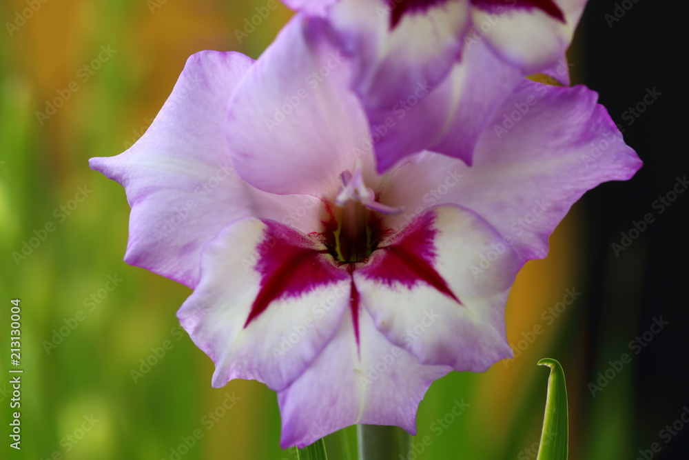 Top view of a gorgeous purple gladiolus flower isolated against a background of green leaves. Beautiful backgrounds. Top view of a gorgeous purple gladiolus flower isolated against a background of green leaves. Beautiful backgrounds.
