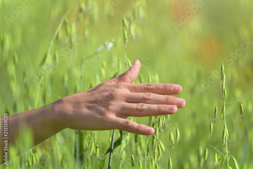 Female hand touching a golden wheat ear in the wheat field, sunset light, flare light.
