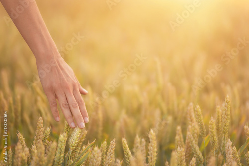 Female hand touching a golden wheat ear in the wheat field  sunset light  flare light.
