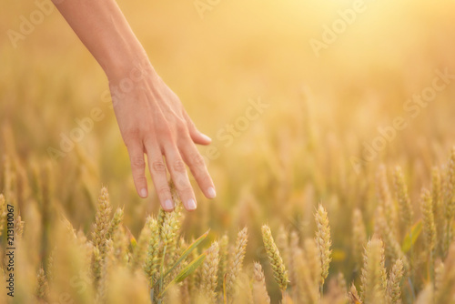 Female hand touching a golden wheat ear in the wheat field, sunset light, flare light. © herraez