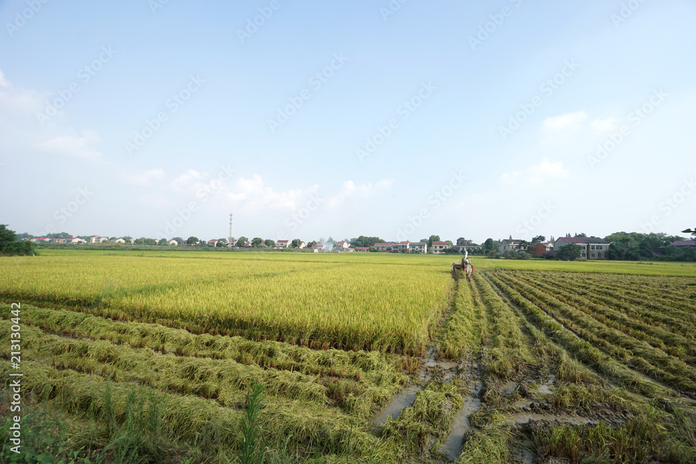 Scenes of Chinese farmers harvesting rice
