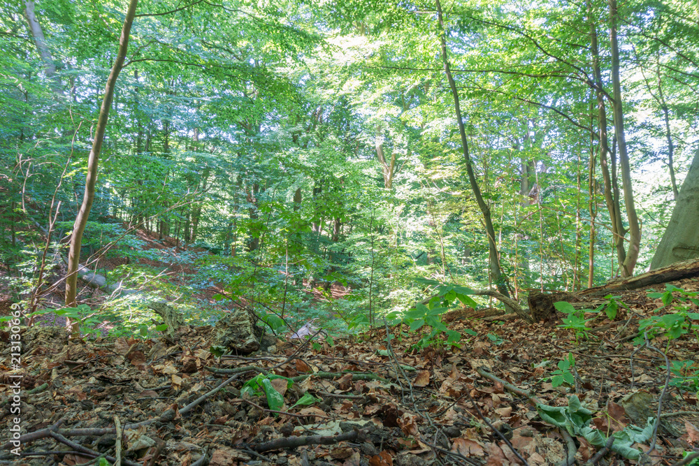 Forest with sunlight. Forest with sunlight.
