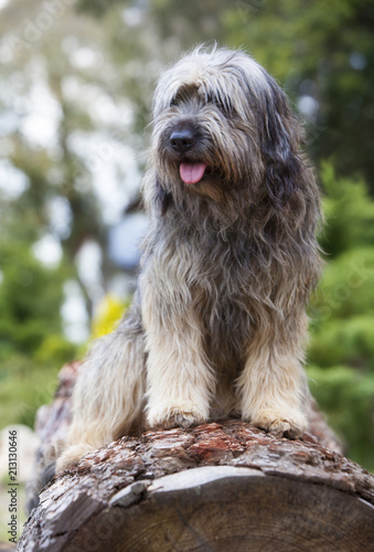 Catalan sheepdog in the forest