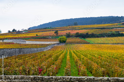 France burgundy