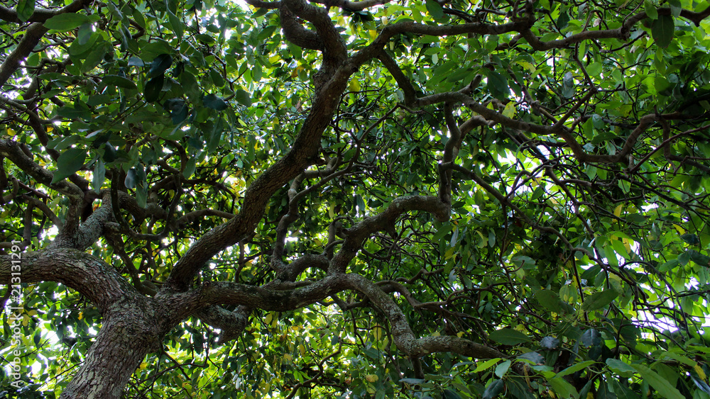 Avocado tree Avocado tree