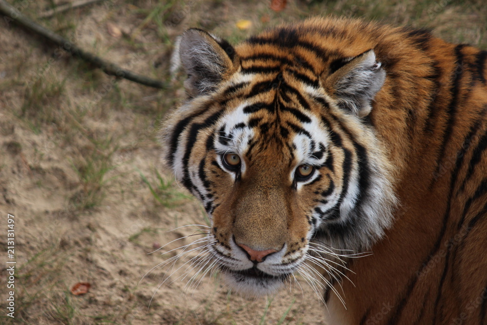 Fototapeta premium Tigergesicht