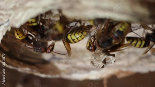 A nest of a paper wasp. Useful predatory garden insect, which destroys pests photo