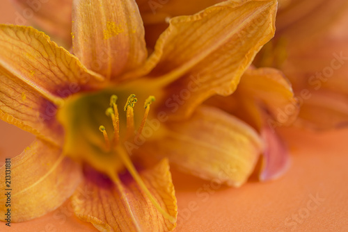 Orange daylily close up