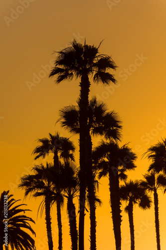 Palm Trees Silhouette © Chee