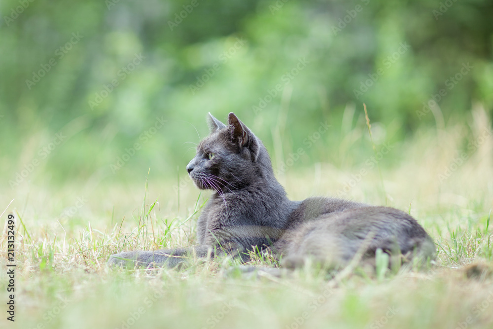 cute adult grey cat with beautiful green eyes lying in a green meadow, outdoors in green environment, relaxing