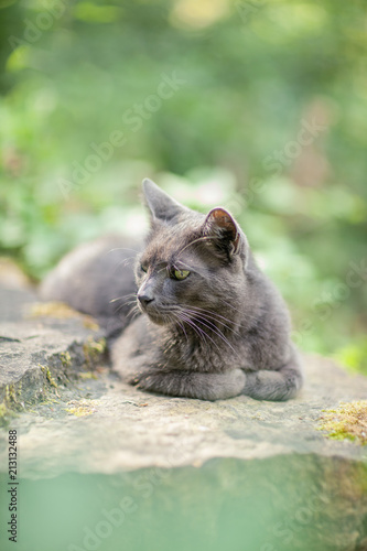 cute adult grey cat with beautiful green eyes lying on a rock, outdoors in green environment, relaxing