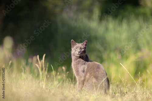 cute adult grey cat with beautiful green eyes sitting in a green meadow, outdoors in green environment, relaxing