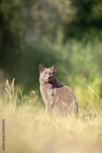 cute adult grey cat with beautiful green eyes sitting in a green meadow  outdoors in green environment  relaxing