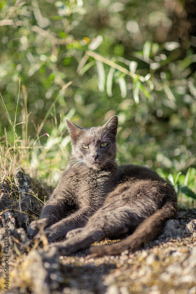 cute adult grey cat with beautiful green eyes lying on a rock, outdoors in green environment, relaxing, purring 