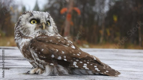 Tengmalm's owl on the background of wood structures and distant forests
 photo