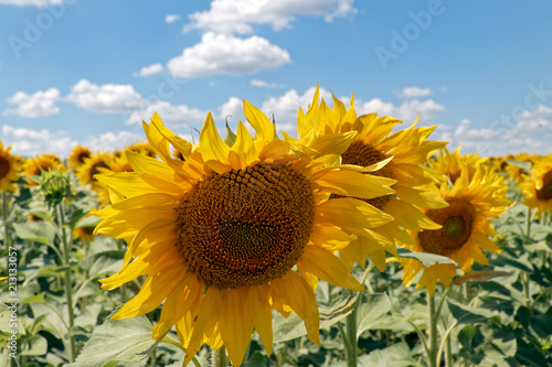 Field of blooming sunflowers on a background cloudy blue sky at bright sunny summer day