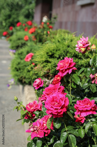 Rose bushes in the city flower beds