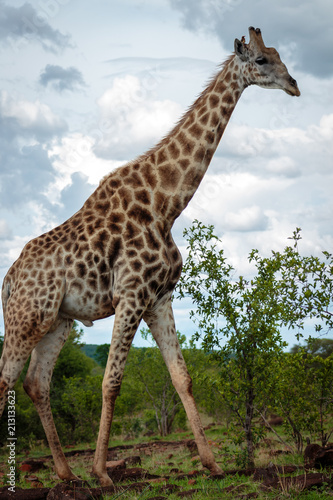 Giraffe