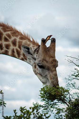 Canvas Print Giraffe