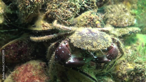 Bristly crab, hairy crab (Pilumnus hirtellus). Fauna of the Black Sea. photo