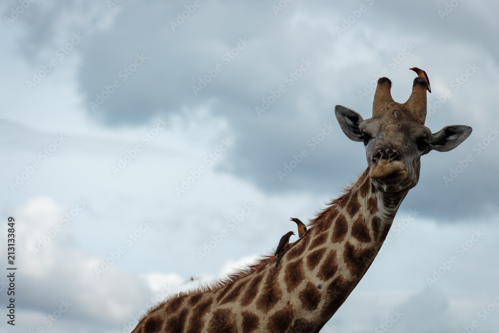 Fotografie Giraffe