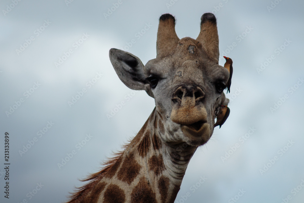Obraz premium Giraffe