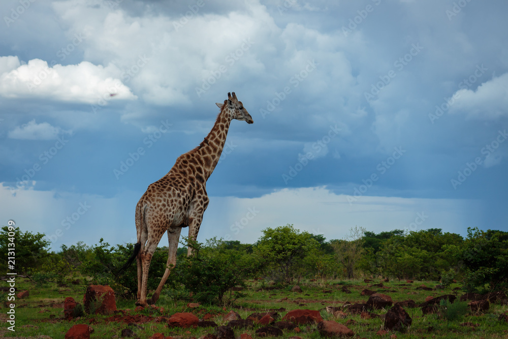Valokuva Giraffe