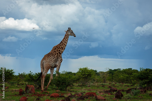 Canvas Print Giraffe