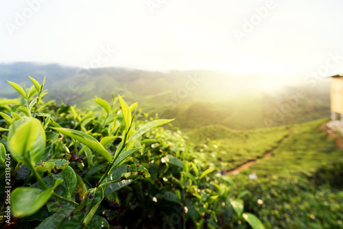 Amazing Malaysia landscape. View of tea plantation in sunset/sunrise time in in Cameron highlands, Malaysia. Nature background with foggy.