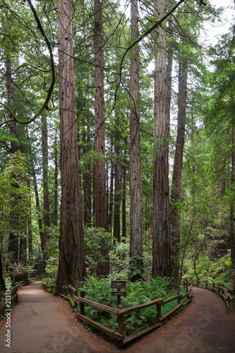 Redwood forest vertical view of trees and nature