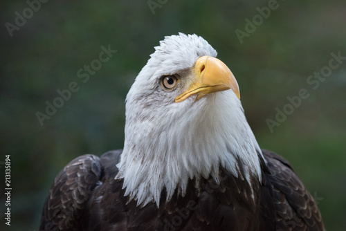 bald eagle portrait closeup headshot