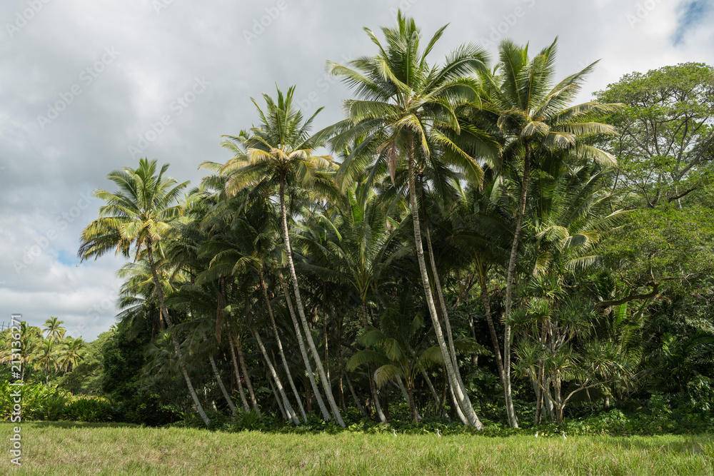 Tropical Hawaiian jungle with palm trees