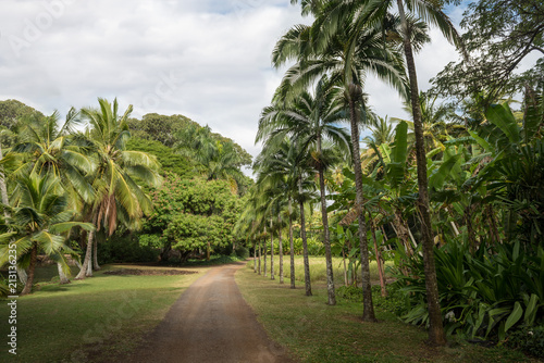 Tropical hawaiian jungle with palm trees