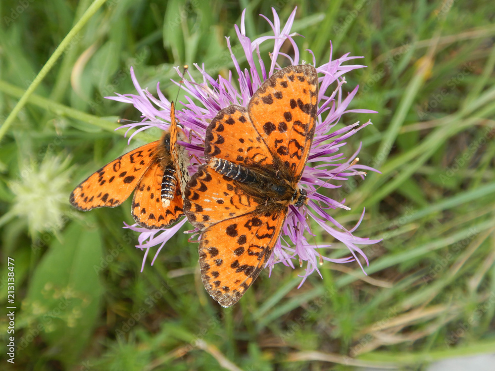 Butterflies on a flower on a path in Rocchetta Nervina Butterflies on a flower on a path in Rocchetta Nervina