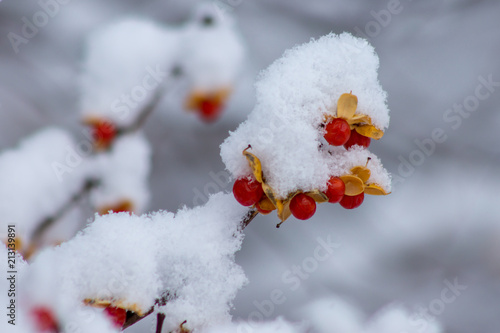 Snow Covered Berries