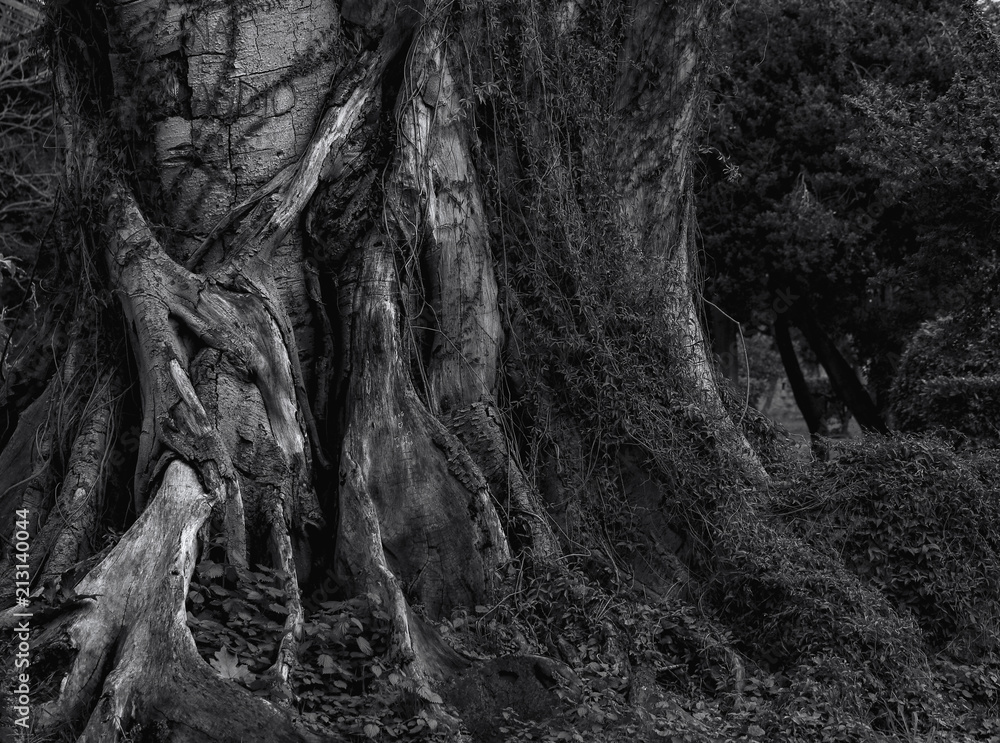 alter Baum in Schwarz Weiß Stock Photo | Adobe Stock