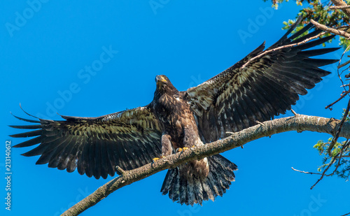 Fényképezés Baby Eagle Shows Off New Wings