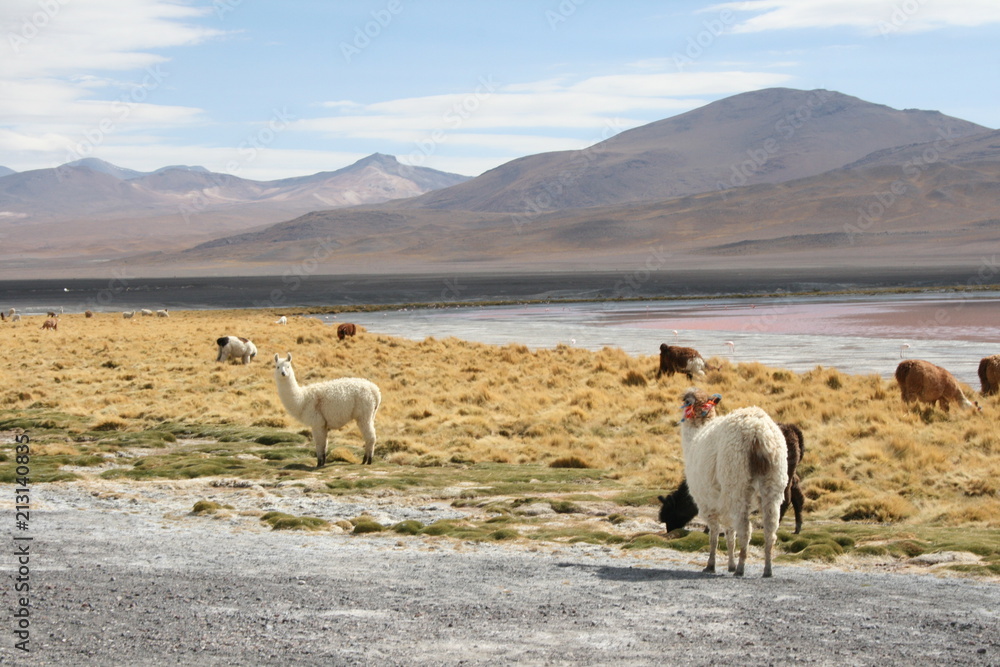 Herd of Llamas at the Laguna Colorada of Uyuni desert in Bolivia