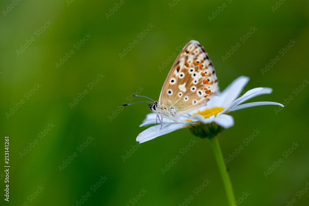 Bläuling Makro von einem Schmetterling im Sommer Bläuling Makro von einem Schmetterling im Sommer