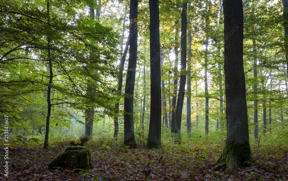 Obraz premium Bayerischer romantischer Herbstwald